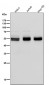 Anti-Caspase-8 CASP8 Rabbit Monoclonal Antibody